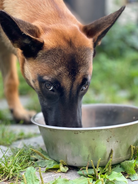 Malinois Paco von Löwenfels frisst aus einem Metallnapf im Garten