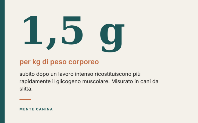 I cani hanno bisogno di carboidrati dopo un lavoro intenso?