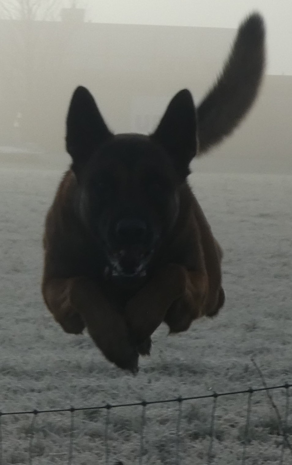 Malinois Paco von Löwenfels im Sprung über einen Zaun, Raureif und Nebel