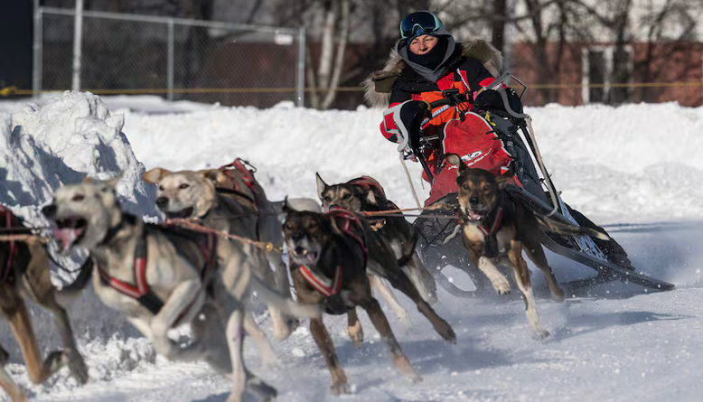 Gespann von vorn auf einem verschneiten Weg, die Leithunde im Vordergrund