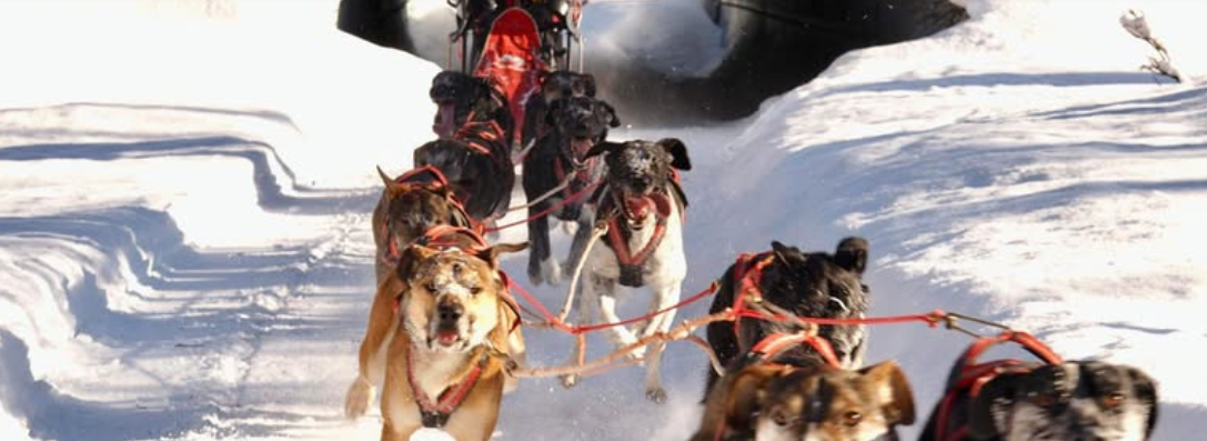 Musherin mit Schutzbrille auf dem Schlitten, davor die Hunde in voller Fahrt