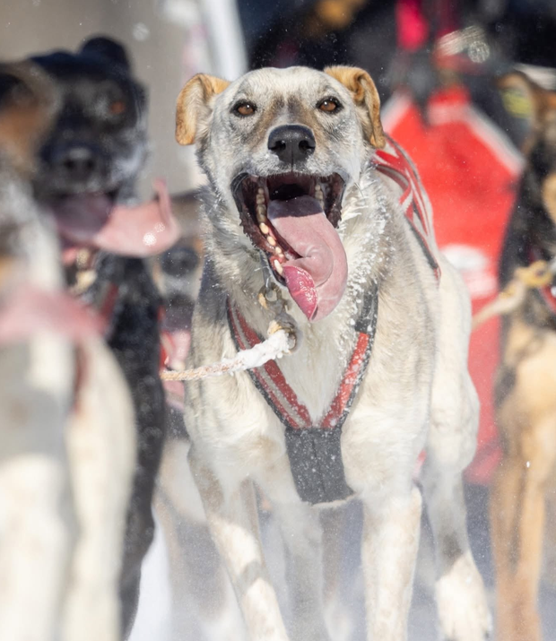 Schlittenhund im Geschirr mit offenem Maul und heraushängender Zunge, von vorn