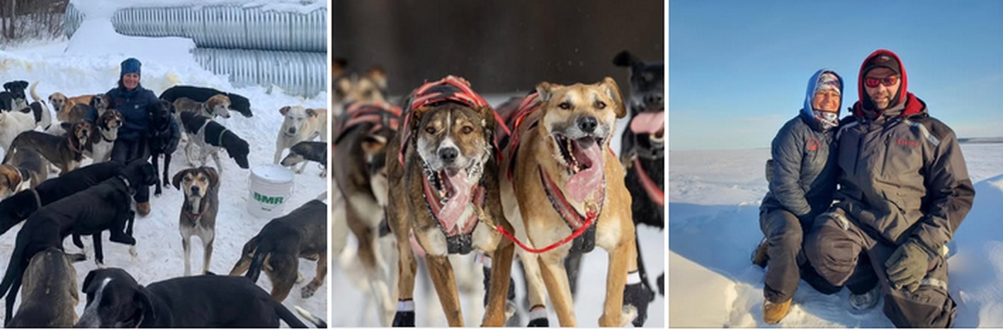 Drei Bilder: Anny Malo zwischen ihren Hunden, zwei Hunde im Geschirr, Anny Malo und Marco Rivest im Schnee